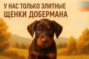 щенки добермана