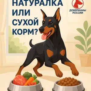 питание добермана