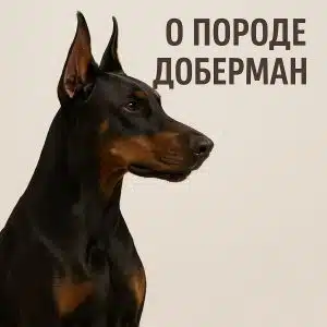 порода доберман
