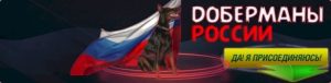 доберманы россии