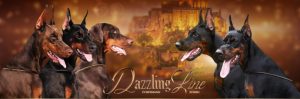 Dazzling Line питомник доберманов