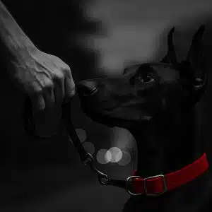 Воспитание добермана