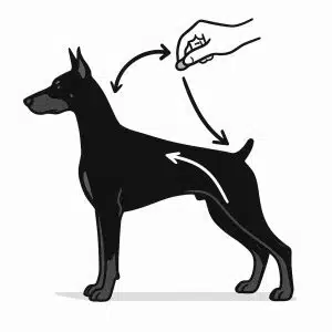 Доберман хендлинг