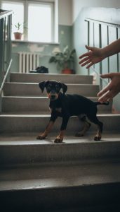 Щенок доберман суставы