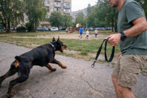 доберман самовыгул