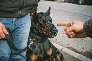 Доберман Юридический дискомфорт (Провокация)