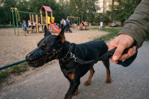 доберман на поводке