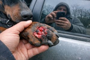 Доберман рана