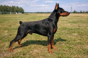 Доберман стандарт породы