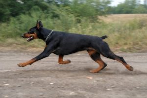 Доберман в движении