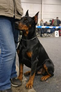 Доберман стандарт