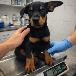 щенок добер