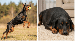 Доберман лишний вес