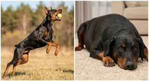 Доберман лишний вес