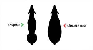 Ожирения у добермана