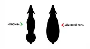 Ожирения у добермана