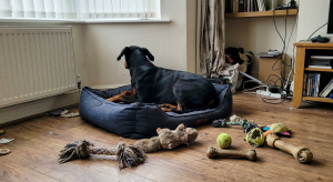 Депрессия у добермана