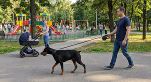 Доберман без намордника