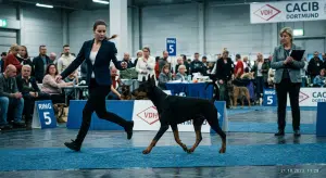 выставочный доберман