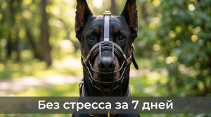 доберман в наморднике