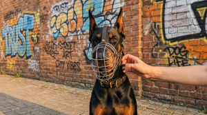 Доберман в наморднике