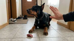 Доберман команда фу