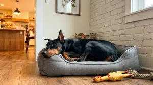 Доберман место