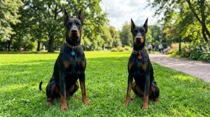 доберман девочка или мальчик