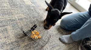 намордник доберман