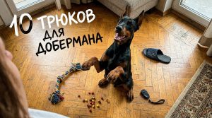 10 трюков для добермана