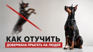 Как отучить добермана прыгать на людей