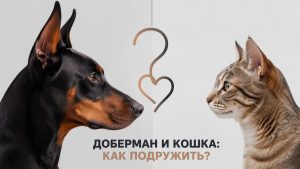доберман и кошка
