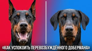 доберман
