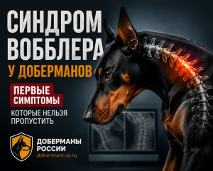 Синдром Вобблера у доберманов