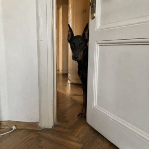 Доберман игра в прятки