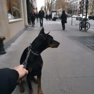 Доберман не слушается