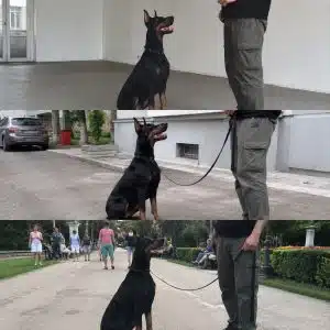 Доберман воспитание