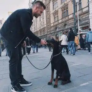 Доберман послушание на улице