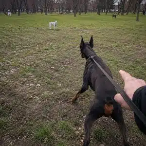 Доберман не слушается на улице