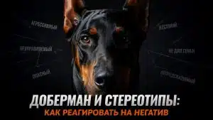 доберман стереотипы