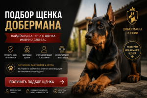 Купить щенка добермана