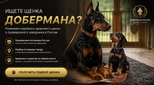 Купить добермана