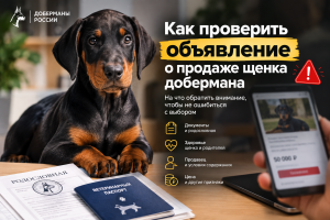 объявление о продаже щенка добермана