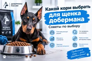 Какой корм выбрать для щенка добермана