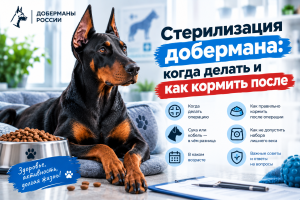Стерилизация добермана_ здоровье и уход